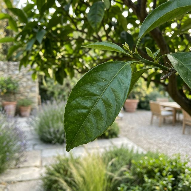 Feuilles Jaunes sur Oranger ou Citronnier : Carence, Asphyxie ou Maladie ?