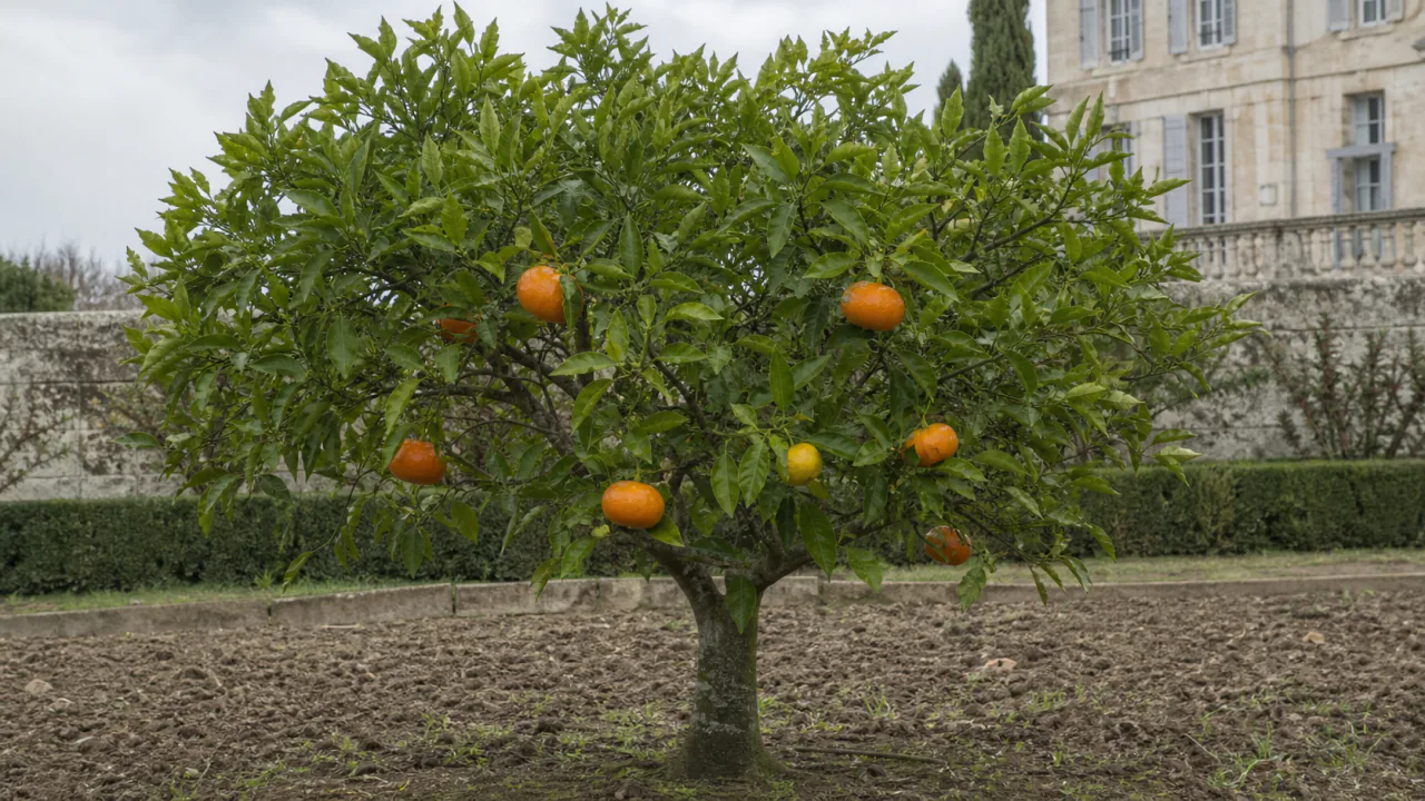 Árbol entero de clementino Clemenules plantado en tierra, con unos siete frutos naranjas de calibre medio