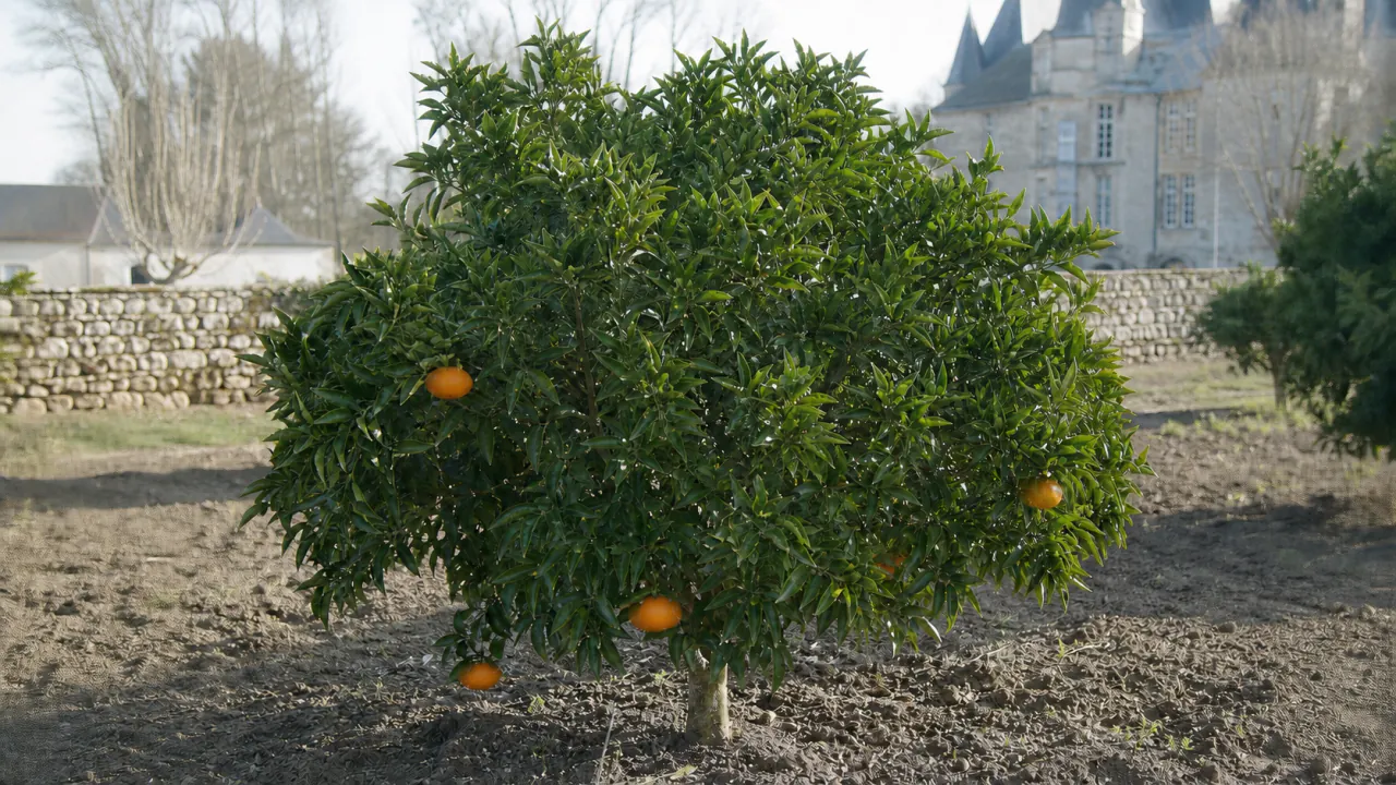 Clémentinier Hernandina entier planté en pleine terre dans une douce ambiance hivernale, avec environ cinq fruits orange