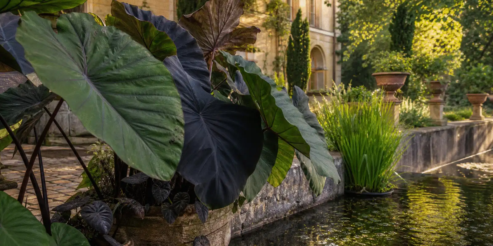 Colocasia esculenta mit großen Blättern am Teichrand
