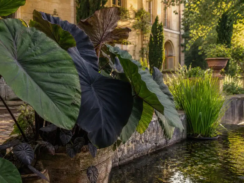 Colocasia esculenta à grandes feuilles au bord d’un bassin de jardin