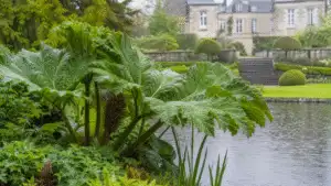 Natural water garden with pond planting in an elegant estate garden
