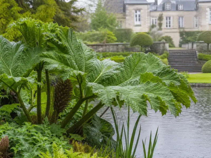 Grandes feuilles de Gunnera manicata au bord d’un bassin ombragé