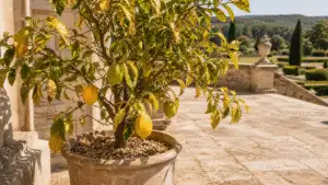 Zitruspflanzen und Obstgartenstimmung in einem eleganten Garten