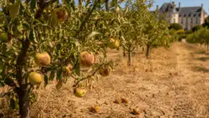 Zitruspflanzen und Obstgartenstimmung in einem eleganten Garten