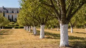 Zitruspflanzen und Obstgartenstimmung in einem eleganten Garten