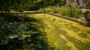 Natural water garden with pond planting in an elegant estate garden