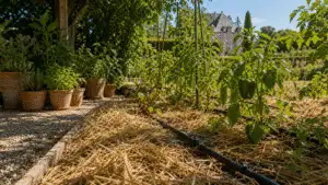 Elegant outdoor garden design with terrace, structure and planting