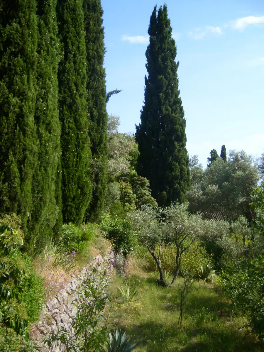 Terrassierter Garten mit Olivenbaum und Zypressen im Domaine d’Orvès