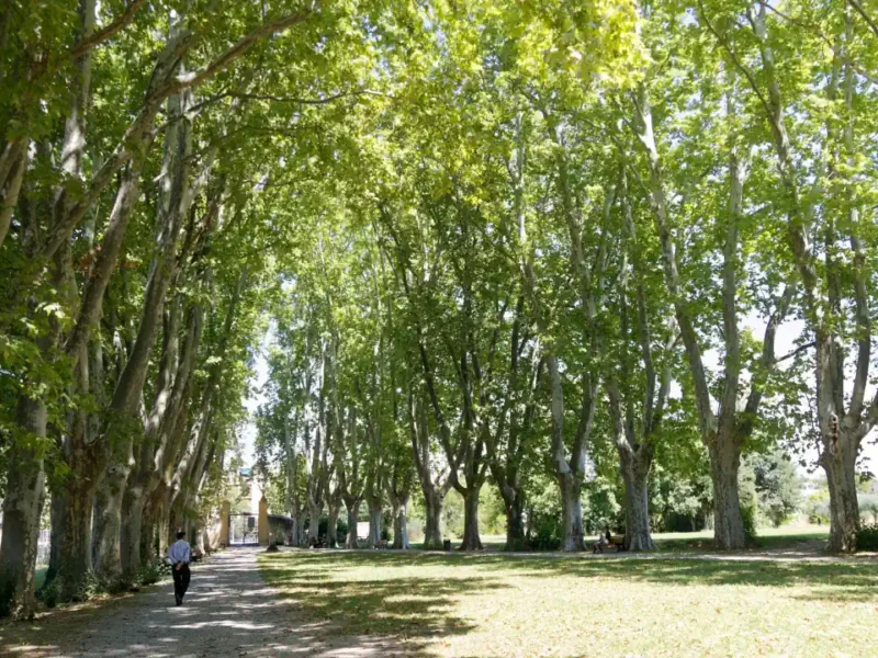 Allée de platanes et pelouse dans le parc de la Bastide du Jas de Bouffan à Aix-en-Provence en août 2018