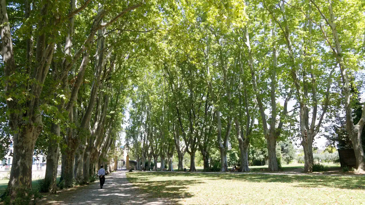 Plane-tree avenue and lawn in the park of the Bastide du Jas de Bouffan in August 2018