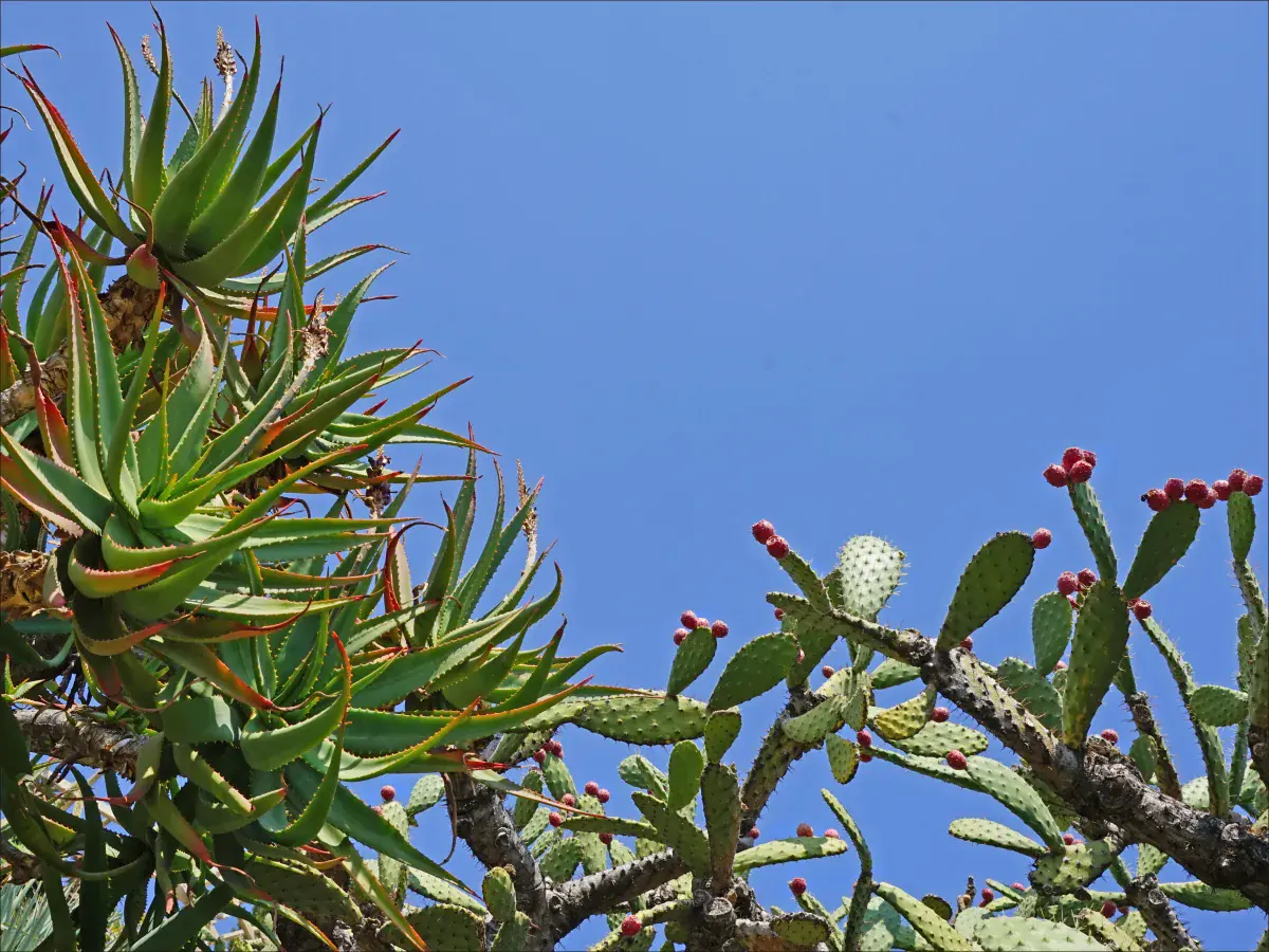 Aloe and prickly pears against a blue sky in Monaco’s Exotic Garden