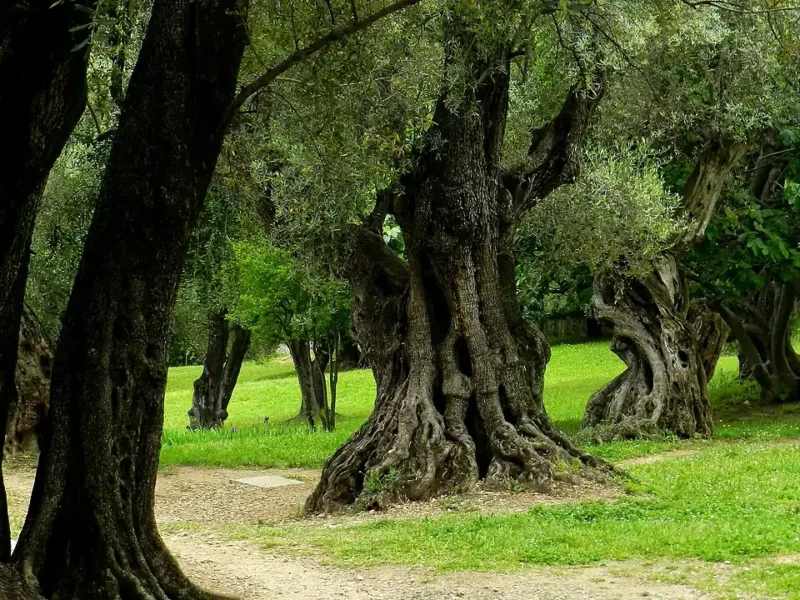Vieux oliviers aux troncs noueux dans le domaine des Collettes à Cagnes-sur-Mer