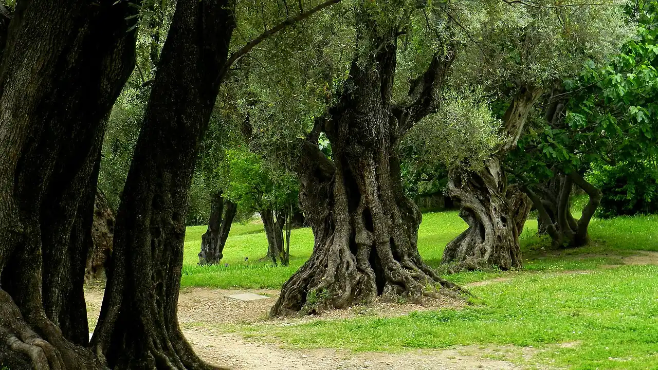 Gnarled old olive trees in the Les Collettes estate at Cagnes-sur-Mer