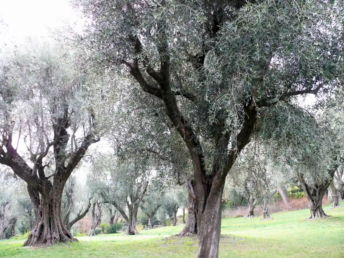 Old olive trunks and grass beneath the grove at the Renoir Museum in Cagnes-sur-Mer
