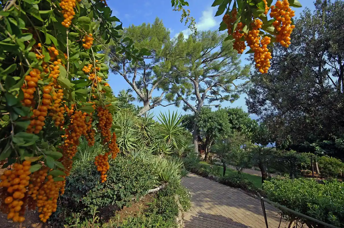 Allée bordée de végétation méditerranéenne dans le parc Sacha-Guitry à Cap-d'Ail