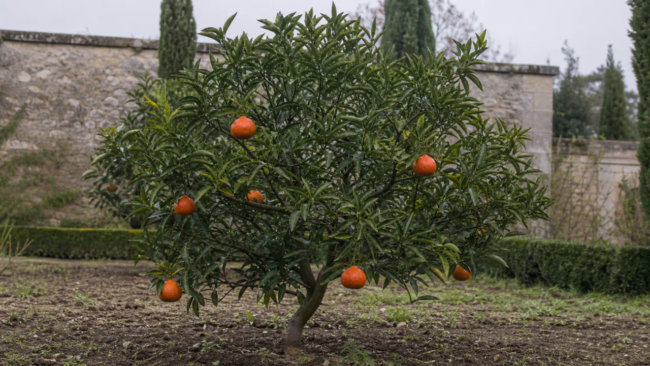 Ganzer frei ausgepflanzter Dancy-Mandarinenbaum im Garten des Anwesens mit sieben natürlich variierten orangeroten Früchten
