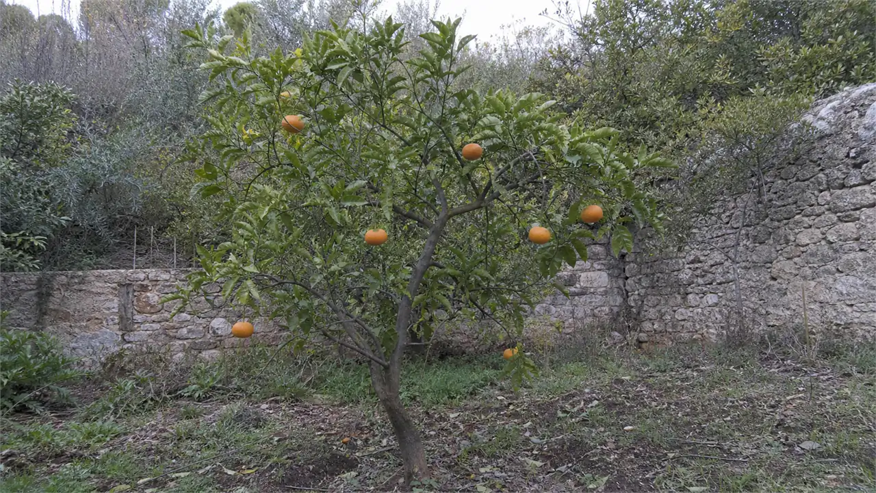 Mandarinier Tango entier planté en pleine terre dans le verger du domaine avec des mandarines modérément aplaties et irrégulièrement réparties