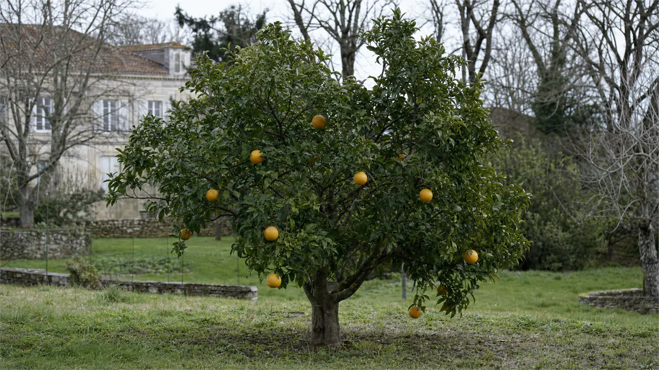 Whole Navelate orange tree planted in open ground in the estate orchard, bearing a moderate uneven crop of late oranges