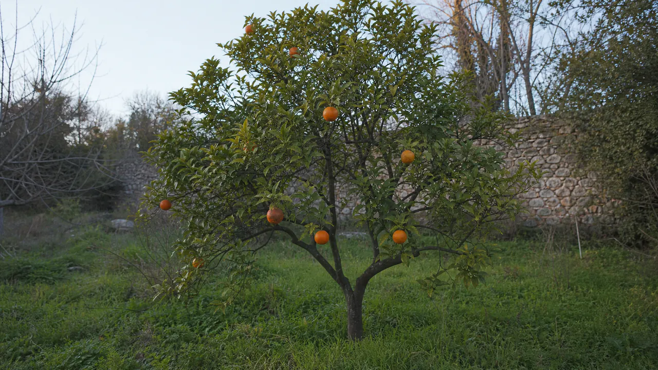 Oranger sanguin Sanguinello planté en pleine terre, portant quelques oranges aux rougeurs naturelles en fin d'hiver