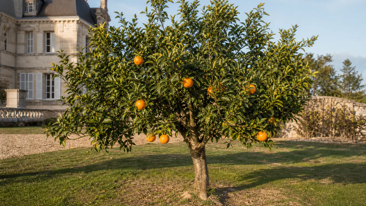 Oranger Washington Navel planté en pleine terre, avec une charge modérée d'oranges de tailles et d'orientations variées dans le verger du château