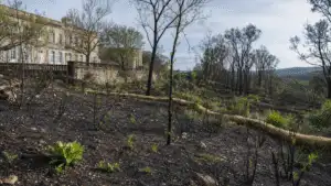 Living soil and natural garden care in a refined estate garden