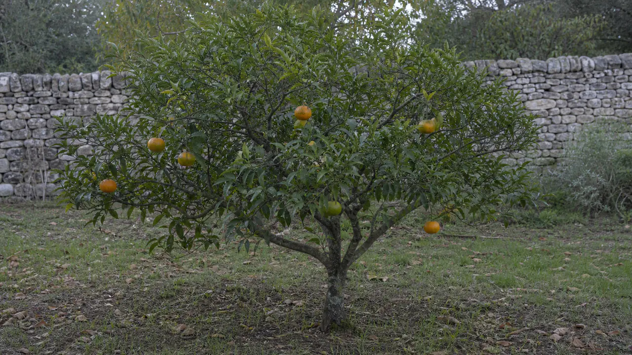 Pom satsuma Clausellina întreg în grădina patrimonială, cu o încărcătură moderată de fructe mici până la mijlocii în stadii diferite de colorare tomnatică