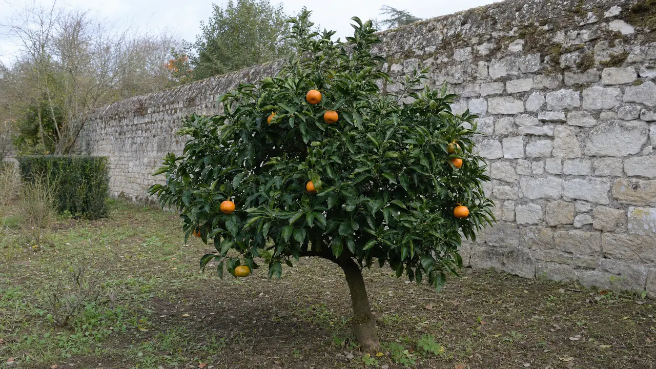 Arbre entier de satsuma Imamura planté en pleine terre dans le jardin patrimonial en fin d’automne, avec une couronne arrondie et quelques fruits orange ou partiellement verts.
