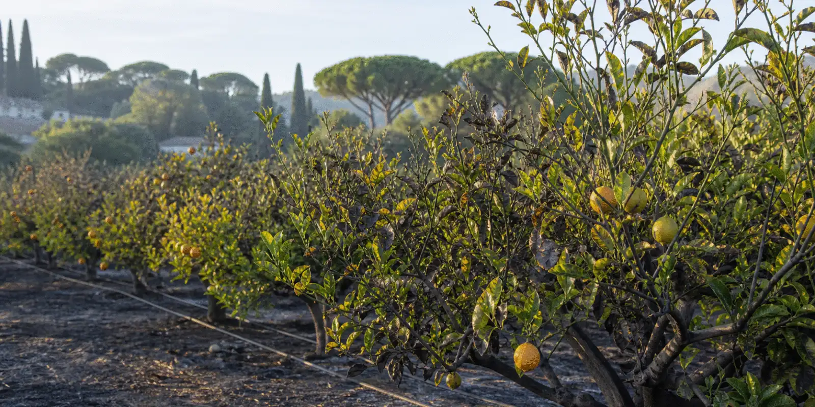 Rangée de citronniers aux feuilles partiellement roussies sur un sol noirci, avec fruits et lignes de goutte-à-goutte
