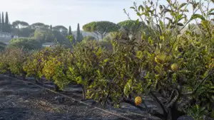 Zitruspflanzen und Obstgartenstimmung in einem eleganten Garten