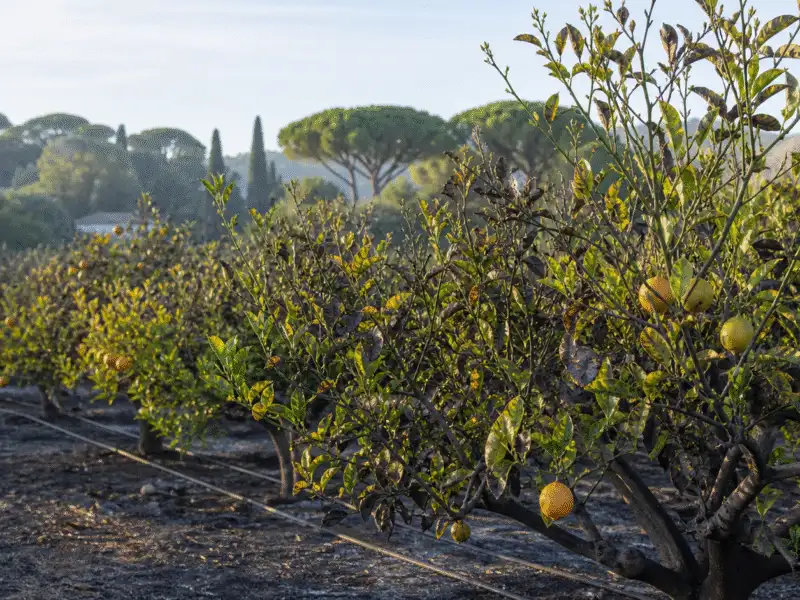 Citronniers partiellement roussis avec jeunes pousses et goutte-à-goutte intact