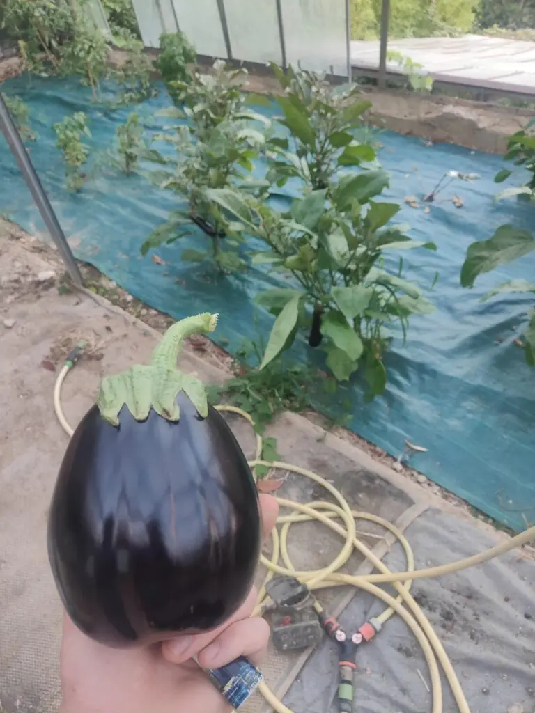Aubergine ronde violet foncé à peau brillante tenue en main devant une planche de pieds d'aubergines sur paillage