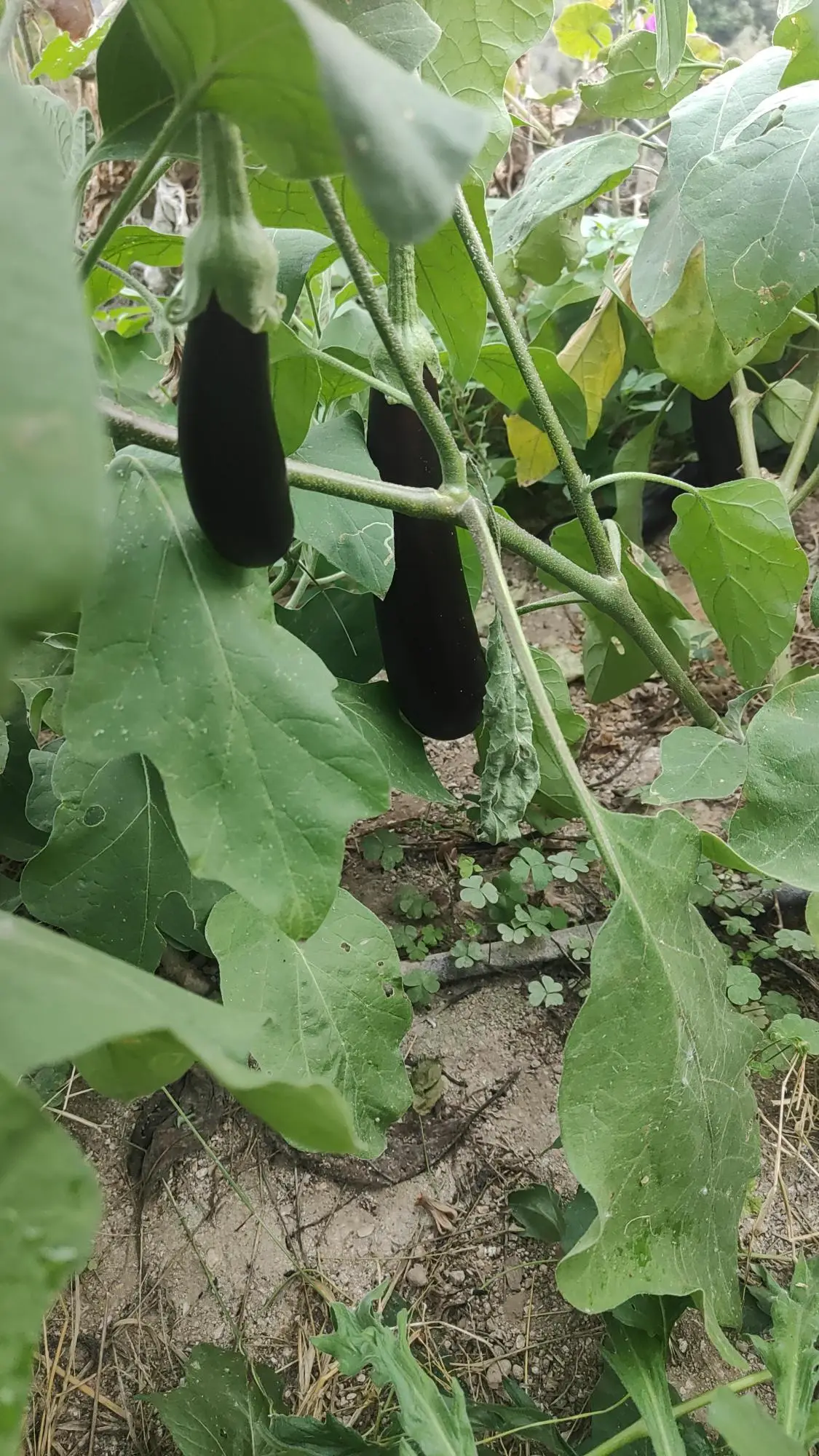 Aubergines longues violet fonce pendant sur le pied, feuillage duveteux et ligne de goutte-a-goutte au sol
