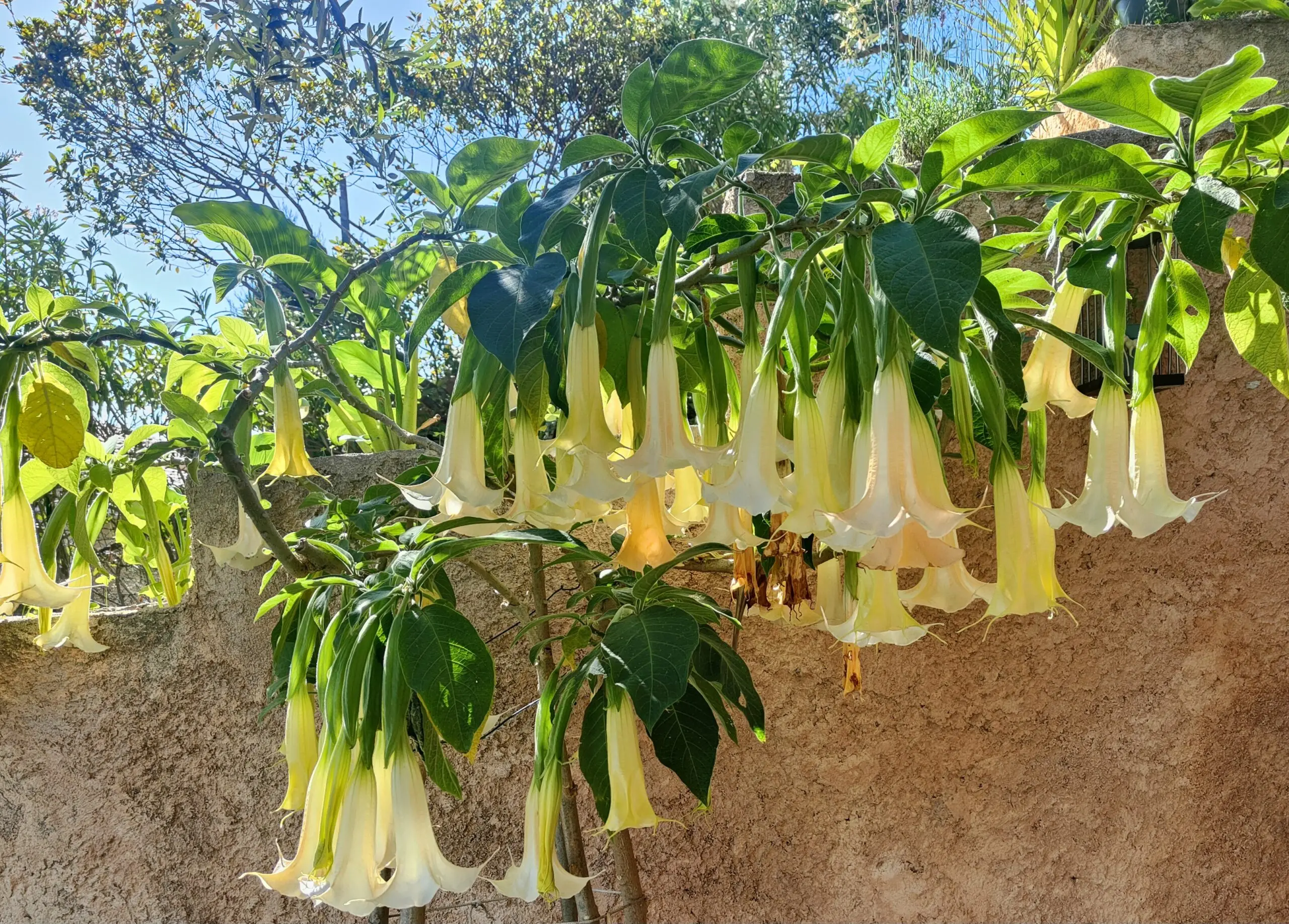 Brugmansia en fleur contre un mur, longues fleurs pendantes blanc creme en trompette et grandes feuilles