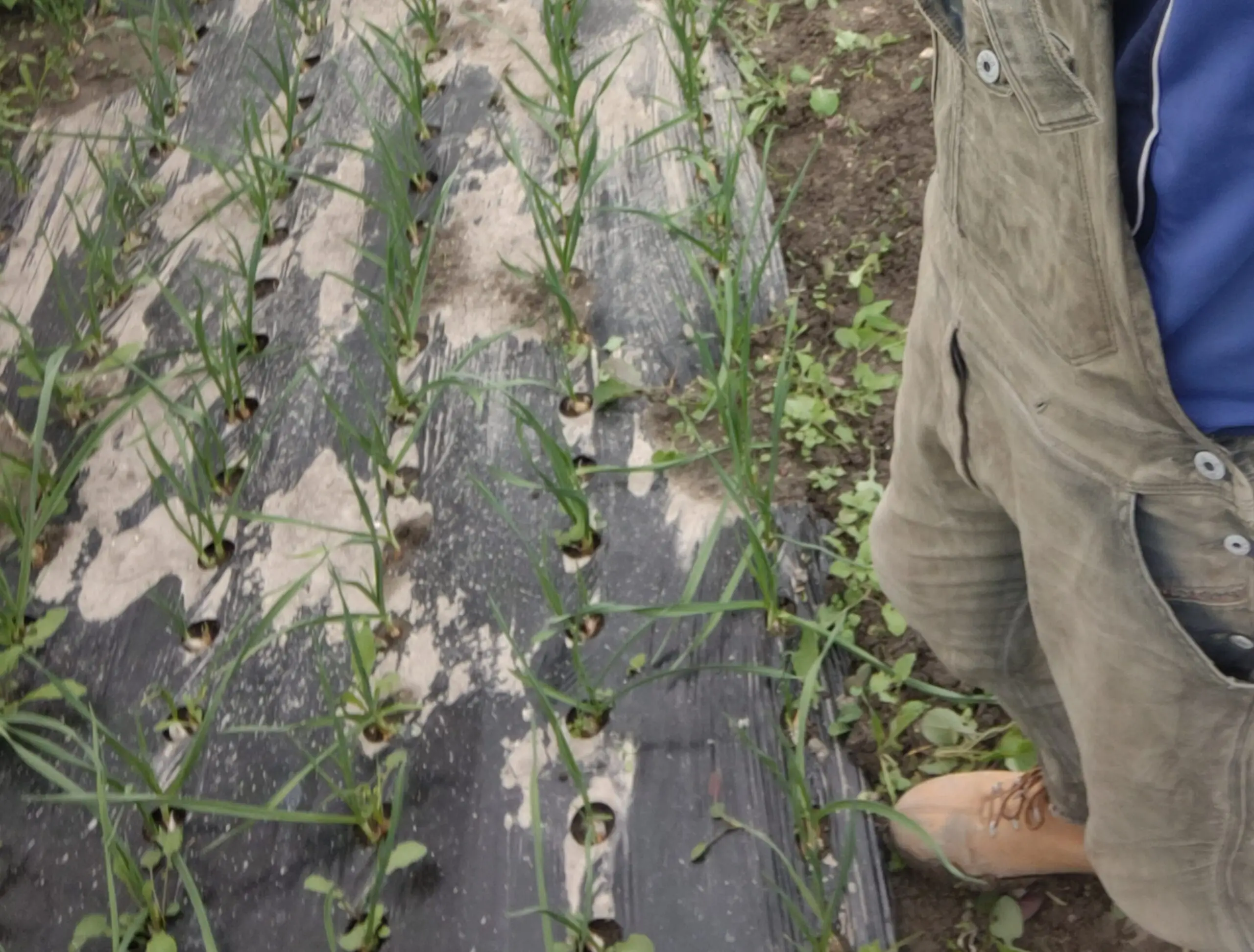 Jeunes cebettes plantees en lignes a travers un paillage plastique noir, feuilles tubulaires vertes