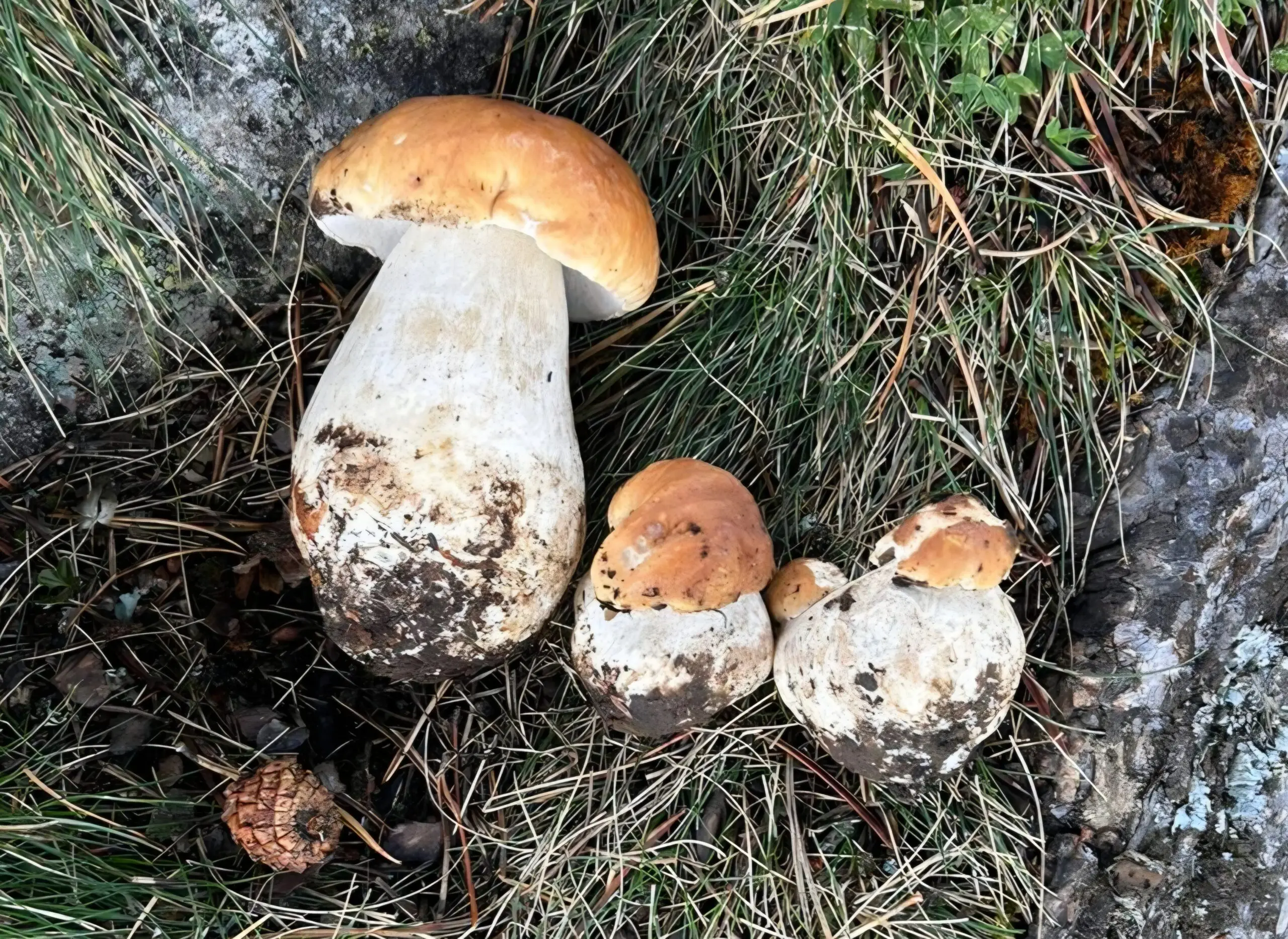 Cepes fraichement trouves dans l'herbe pres d'un rocher, chapeau brun-orange et pied blanc trapu