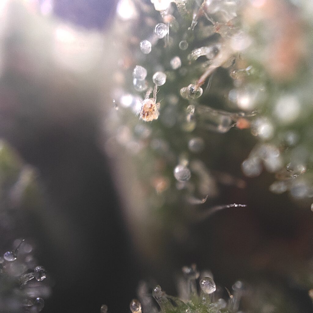 Acarien tétranyque observé au grossissement sur une sommité florale de chanvre, au milieu des trichomes