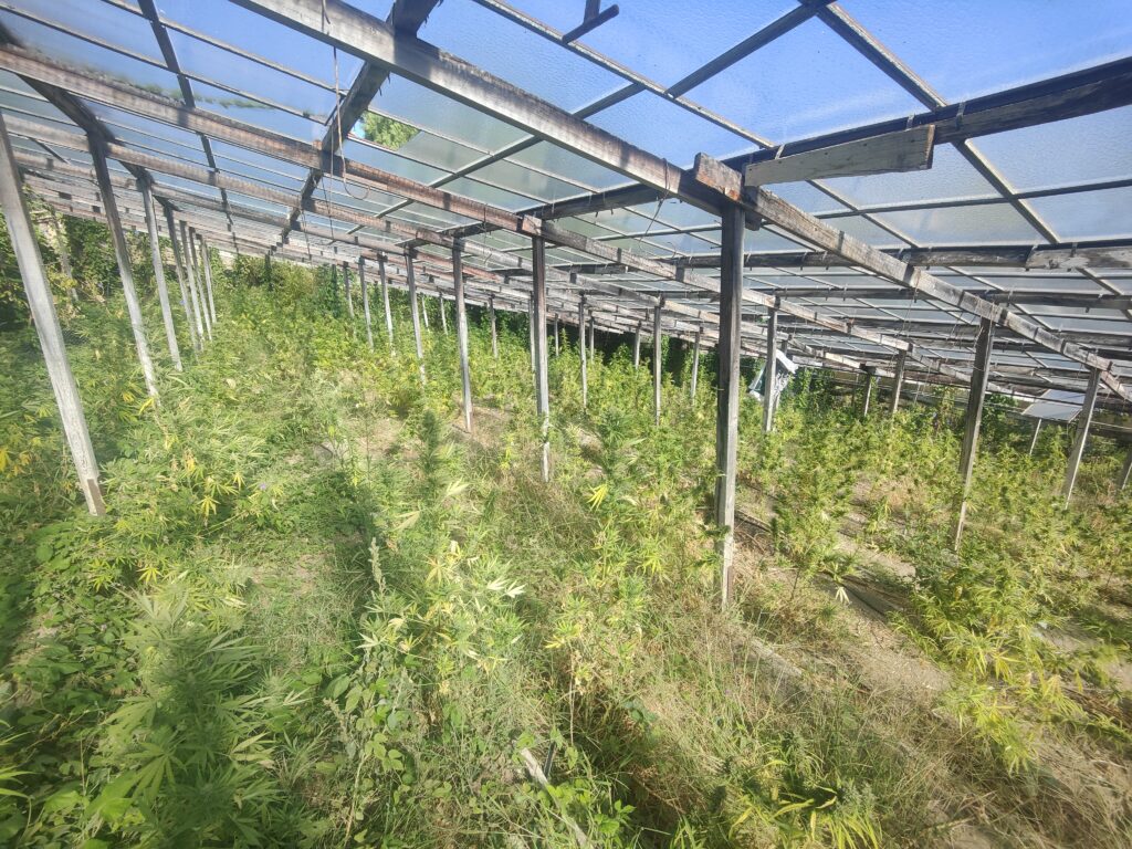 Rangs de chanvre en pleine croissance sous l'ancienne serre à œillets du domaine