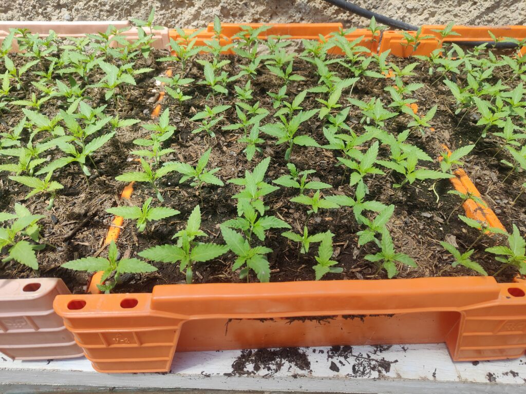 Plants de chanvre après un mois de croissance végétative