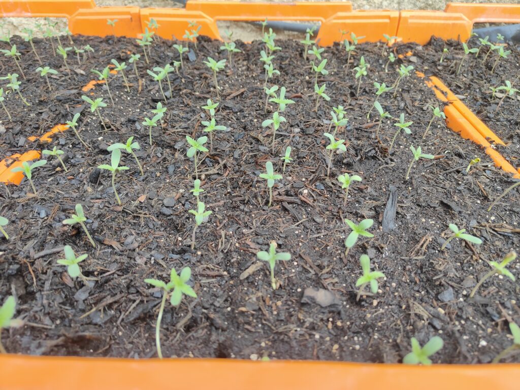 Jeunes pousses de chanvre deux semaines après la germination