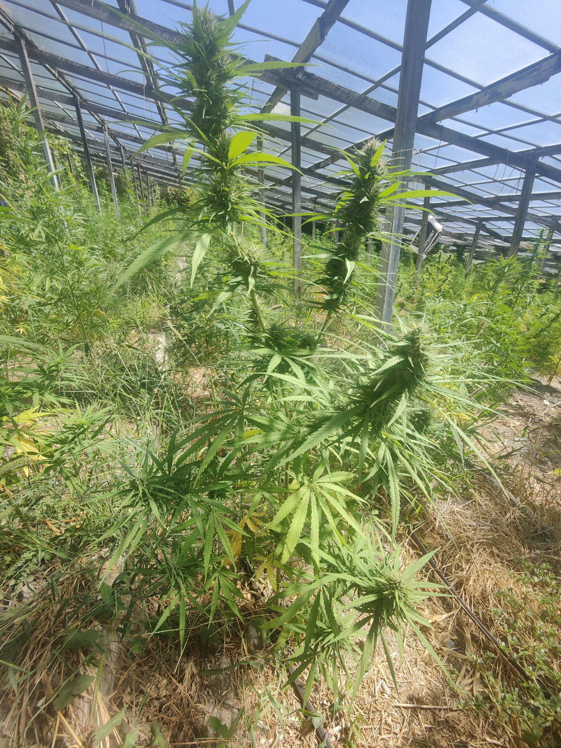 Rang de pieds de chanvre en pleine croissance, plantation en quinconce sur une planche du domaine