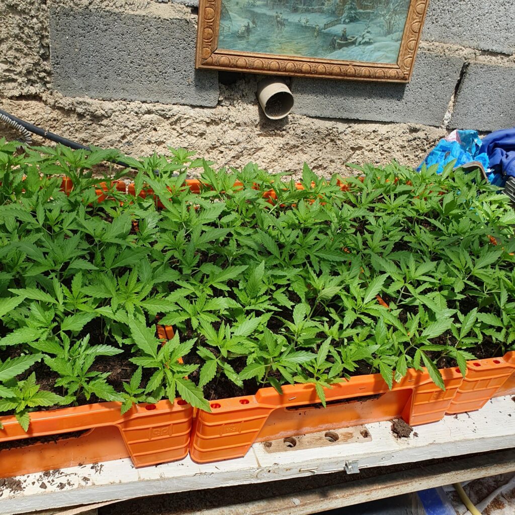 Jeunes plants de chanvre Kompolti en godets, prêts à être mis en terre