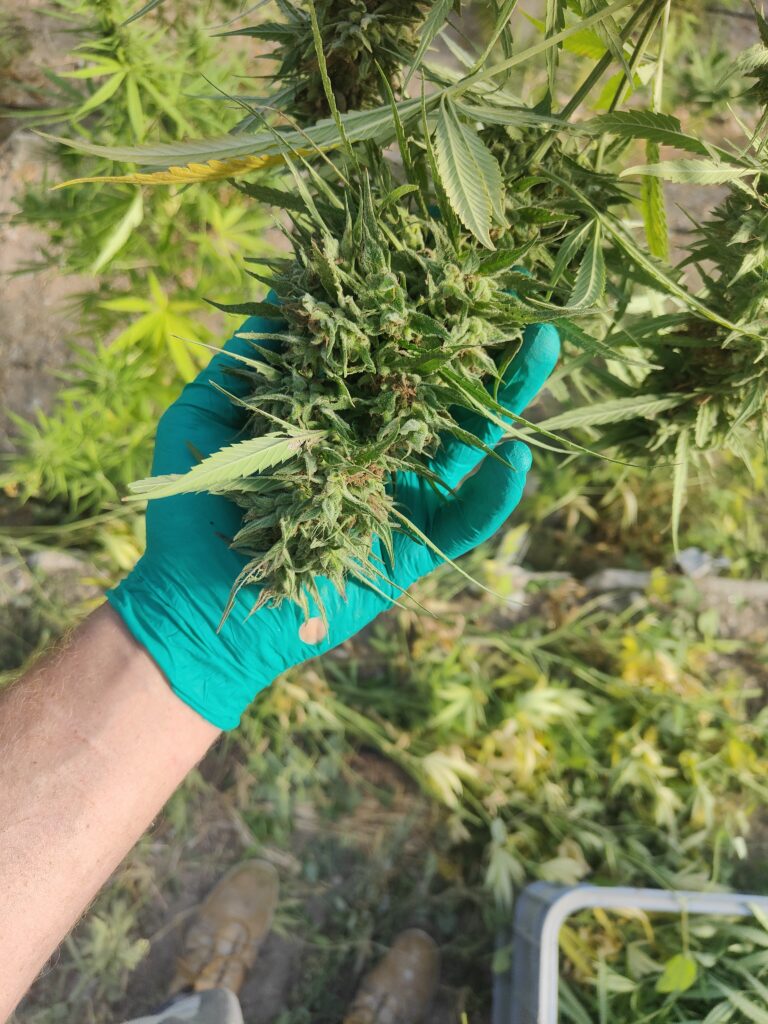 Sommité florale de chanvre fraîchement coupée, tenue en main gantée au moment de la récolte