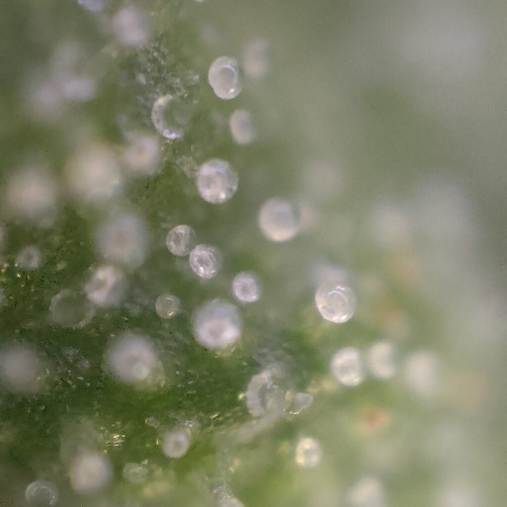 Trichomes de chanvre encore clairs et translucides, signe d'une maturité insuffisante