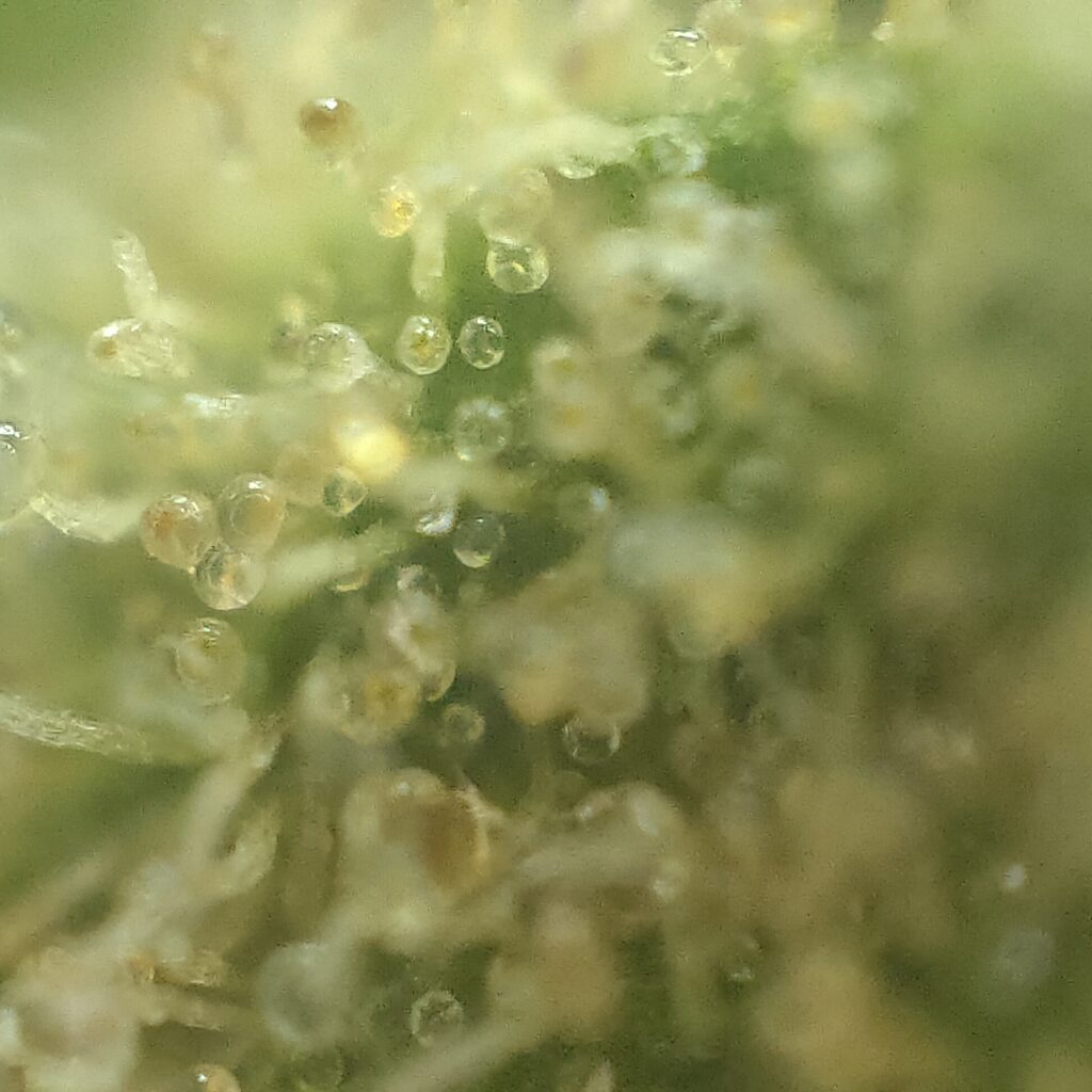 Trichomes de chanvre en partie brunis, observés au microscope, signal retenu pour déclencher la récolte