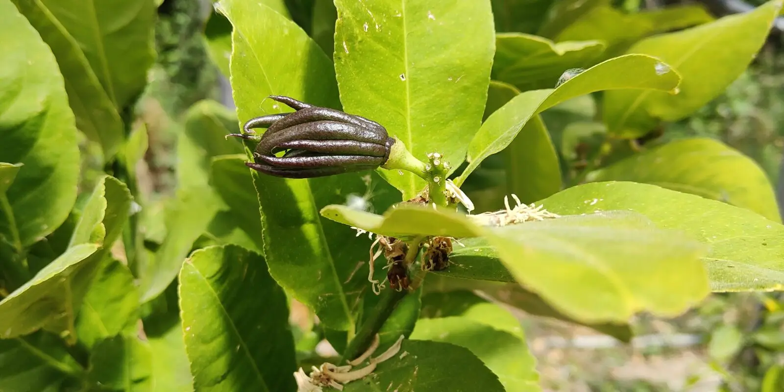 Jeune fruit digité de Main de Bouddha en formation parmi les feuilles du citronnier cultivé sur le domaine