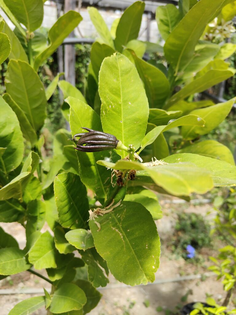 Junge gefingerte Frucht der Buddhas Hand in Bildung zwischen den Blättern des auf dem Anwesen kultivierten Zitrusbaums