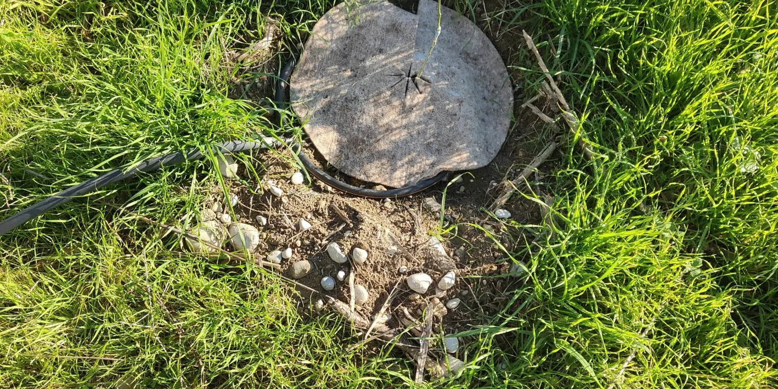 Jeune citronnier quatre saisons plante avec disque de paillage en laine et goutte-a-goutte, domaine