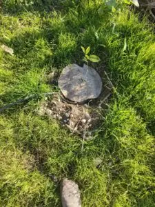 Citrice si livada intr-o gradina eleganta