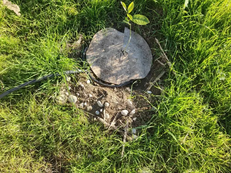 Jeune citronnier quatre saisons plante avec disque de paillage en laine et goutte-a-goutte, domaine
